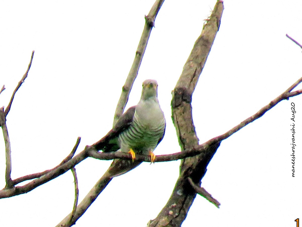 Common Cuckoo - ML254858531