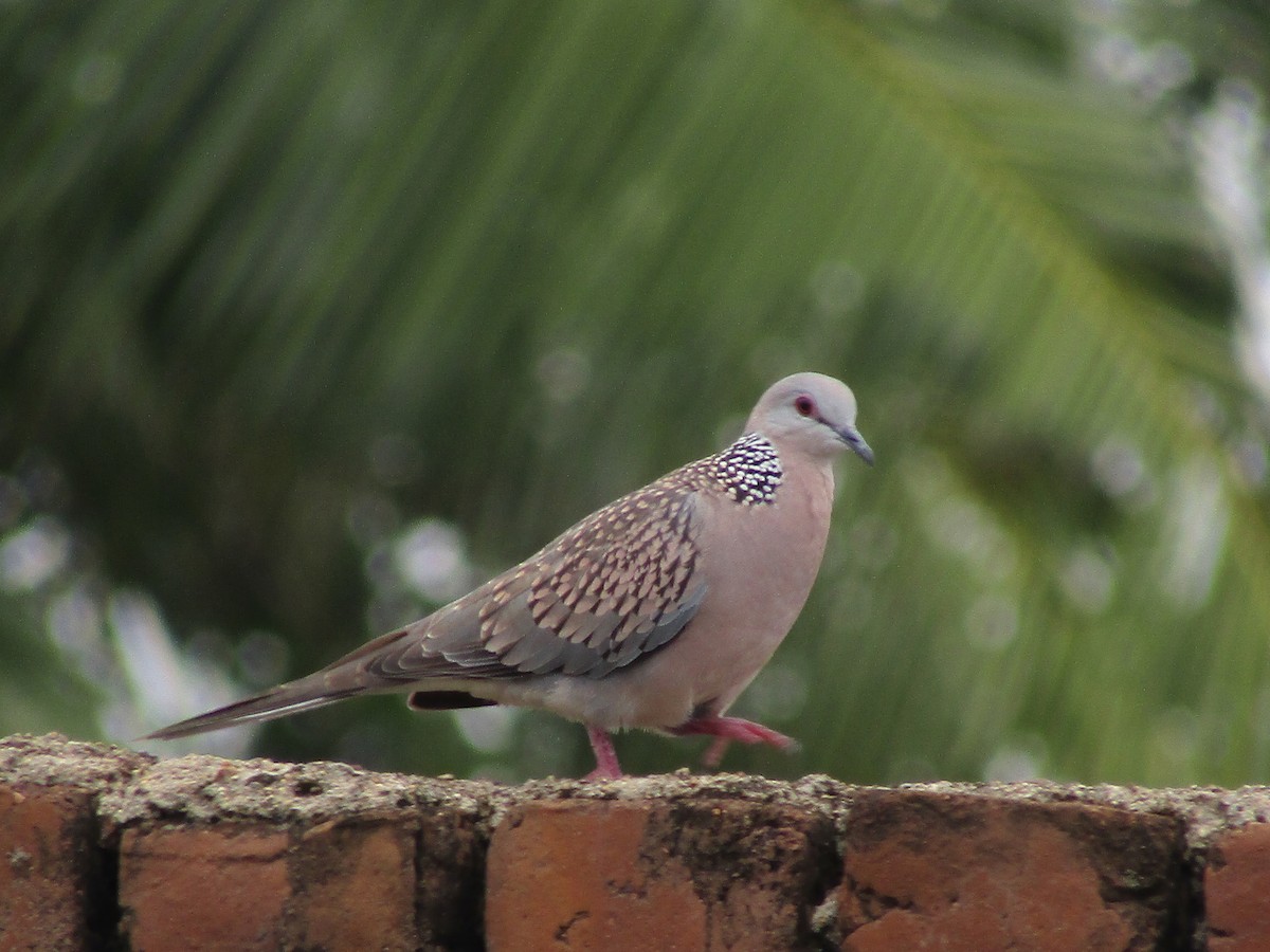 Spotted Dove - ML254860381