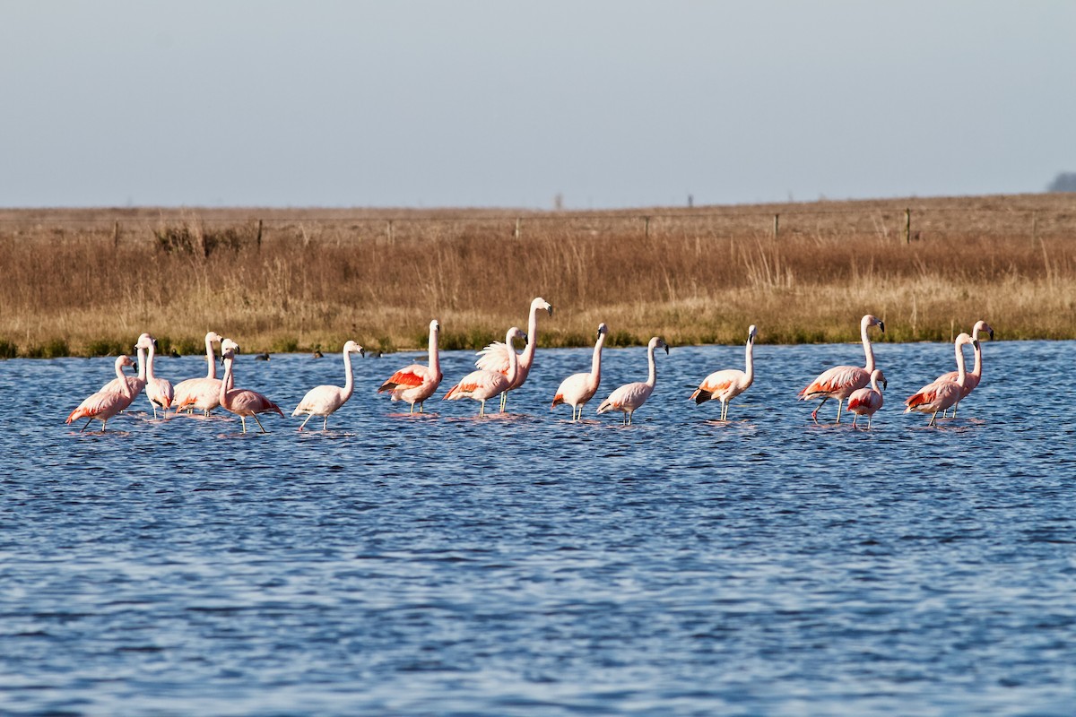 Chilean Flamingo - ML254863381