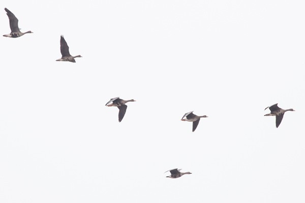 Greater White-fronted Goose - ML25486531
