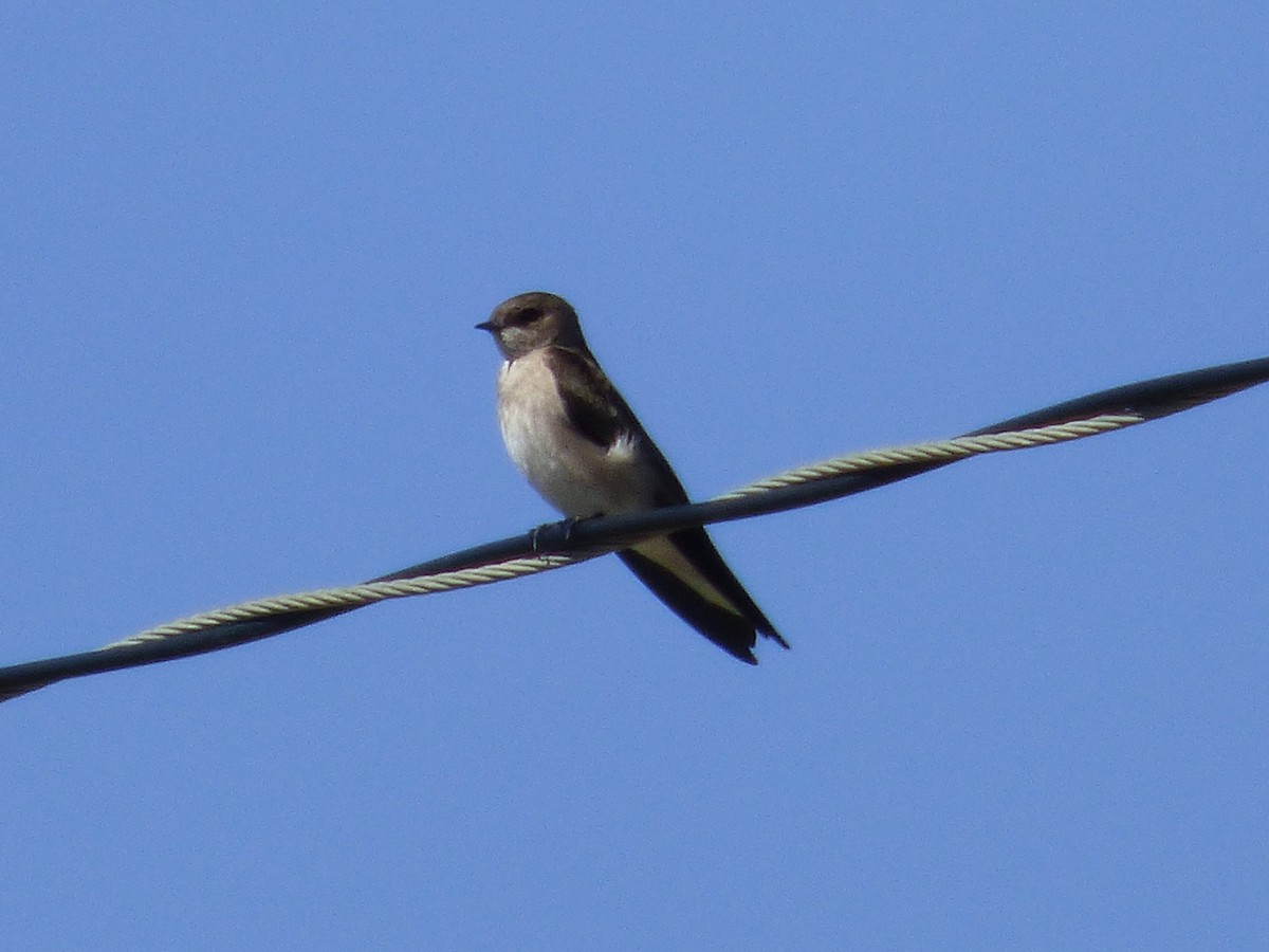 Northern Rough-winged Swallow - ML25486851