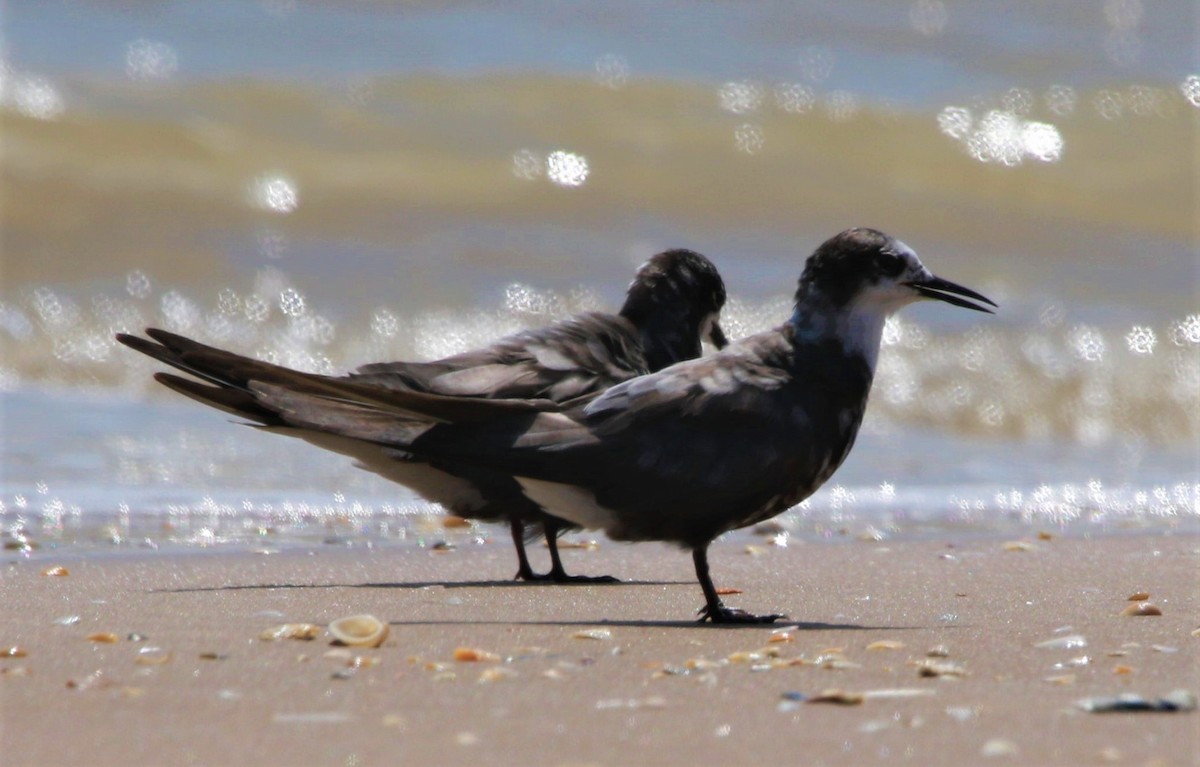 Black Tern - FELIPE SAN MARTIN