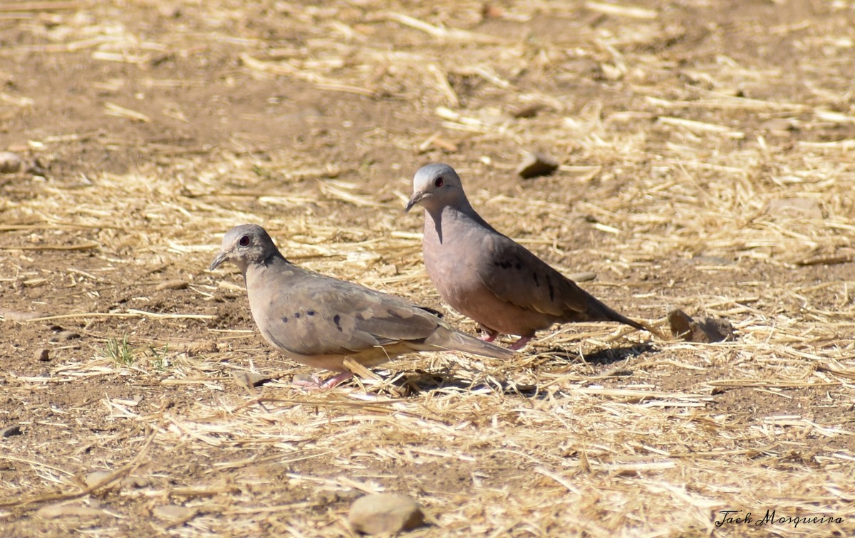 Plain-breasted Ground Dove - JACK MOSQUEIRA SILVA