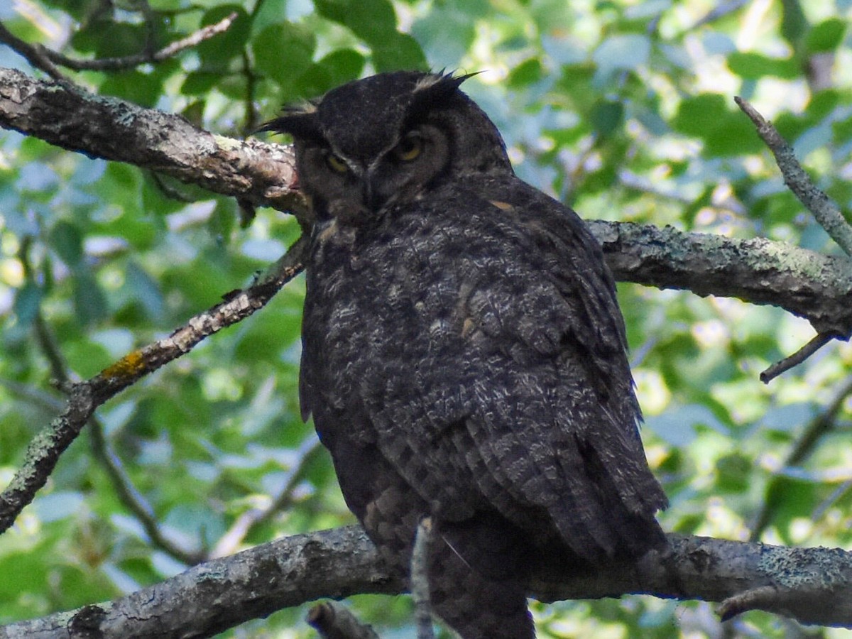 Great Horned Owl - ML254883041