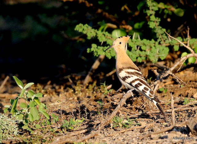 Bird (nominate&nbsp;<em class="SciName notranslate">epops</em>) on Nonbreeding Grounds. - Eurasian Hoopoe (Eurasian) - 