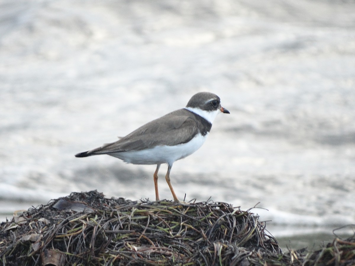 Semipalmated Plover - ML254888121