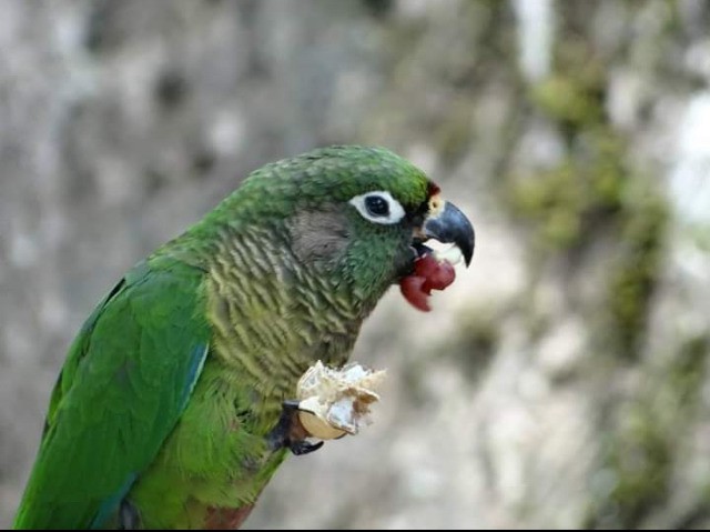 Maroon-bellied Parakeet - Guilherme Lopes