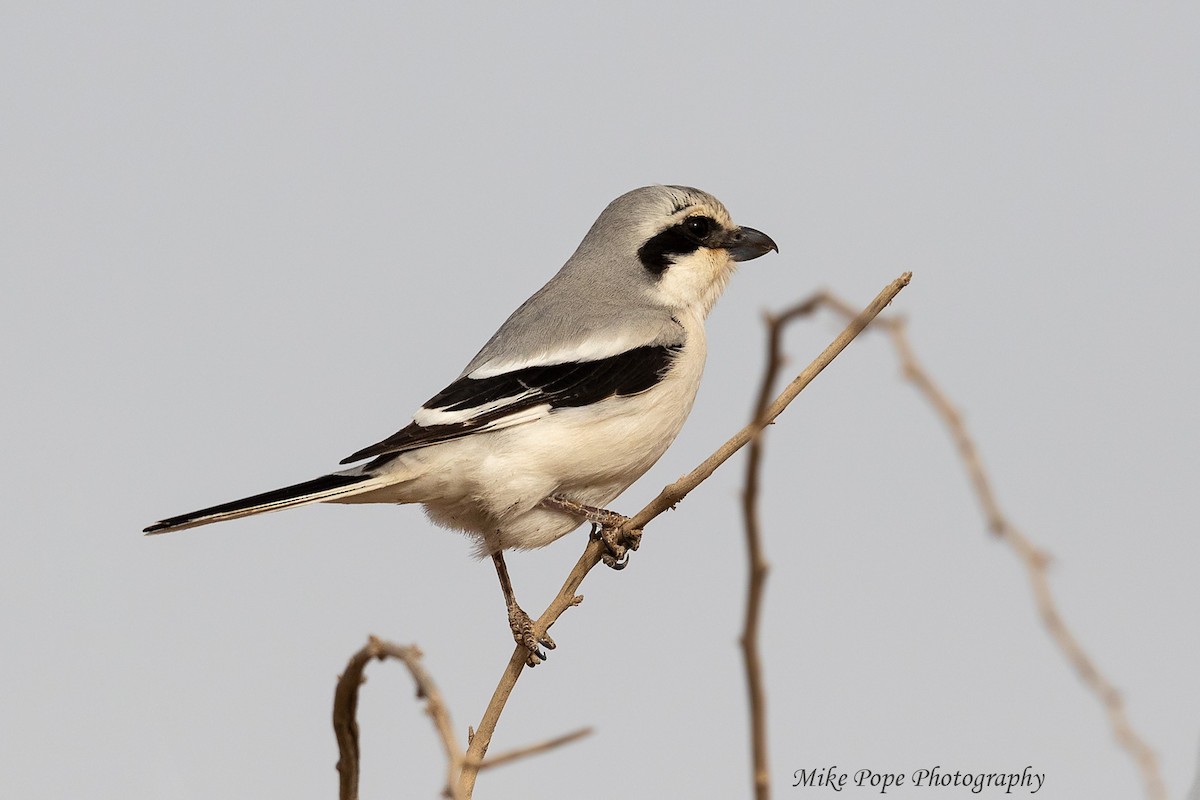 Great Gray Shrike (Steppe) - Mike Pope