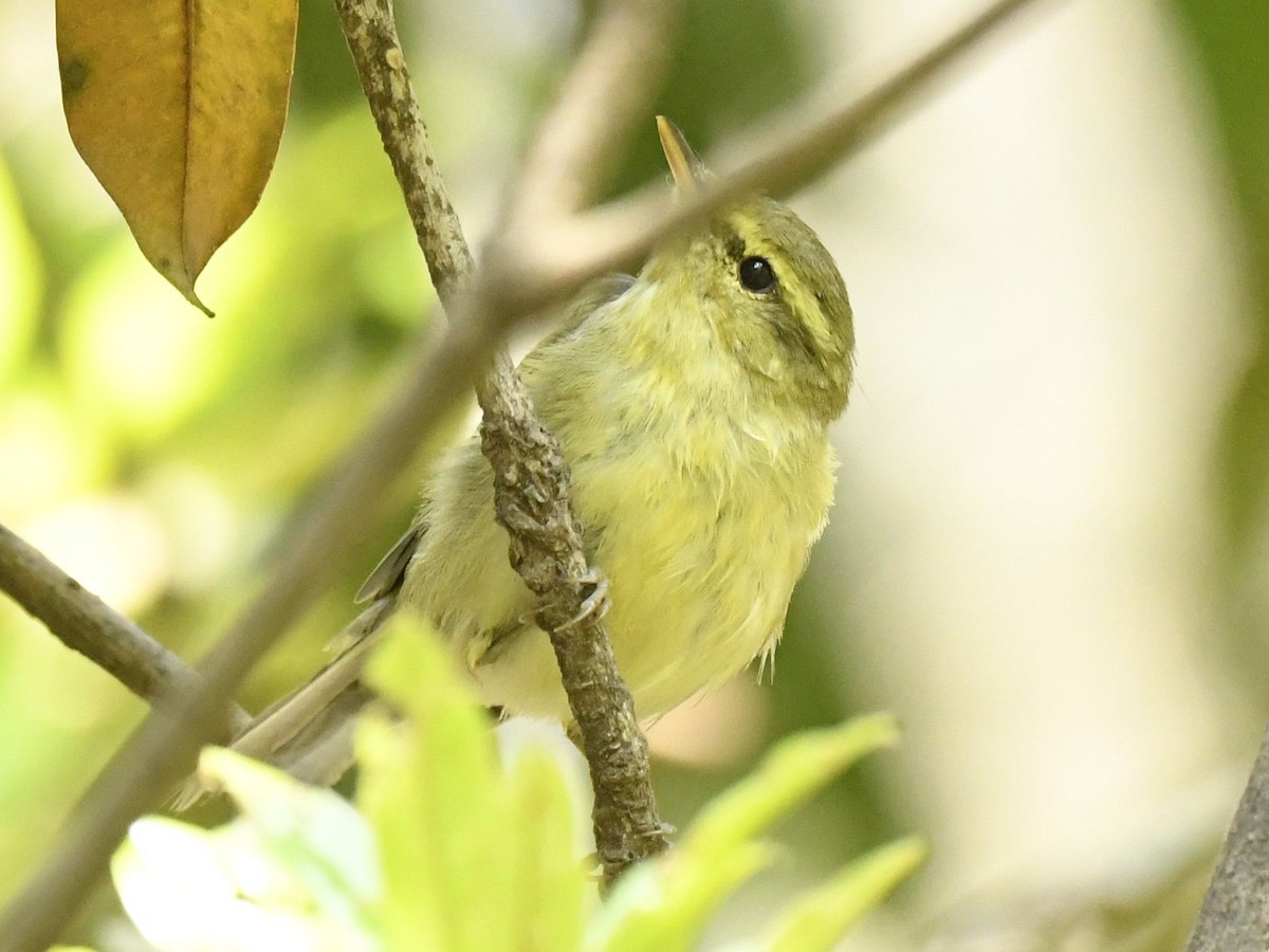 Green Warbler - Subhadra Devi