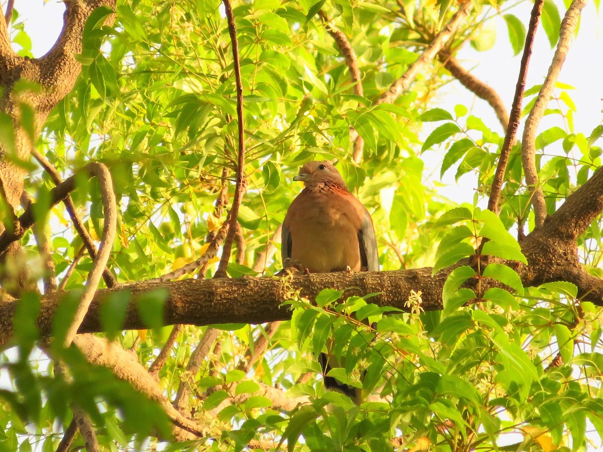 Laughing Dove - ML254891521