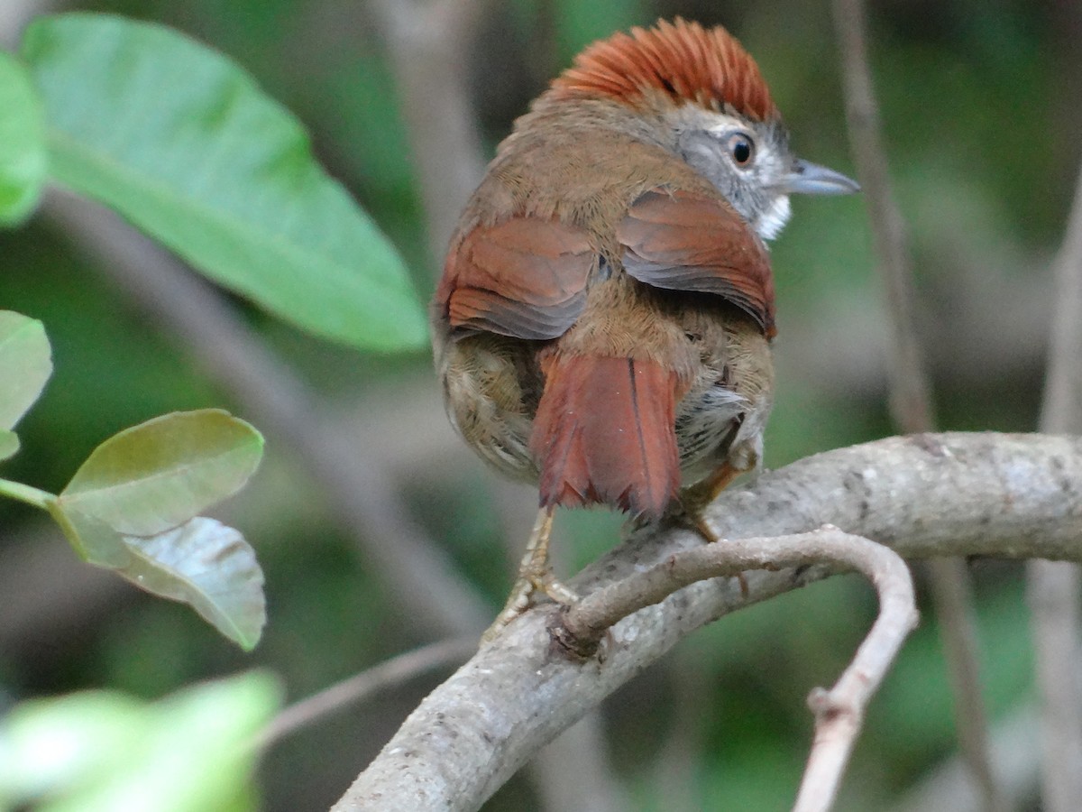 Sooty-fronted Spinetail - ML254891791