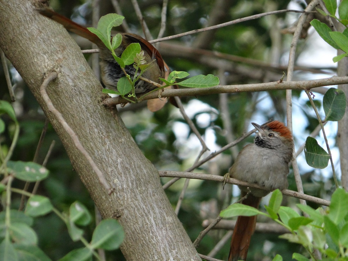 Sooty-fronted Spinetail - ML254891851