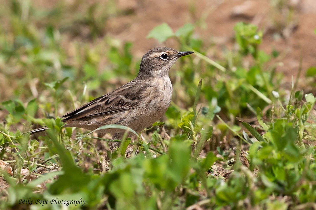 Water Pipit (Caucasian) - Mike Pope