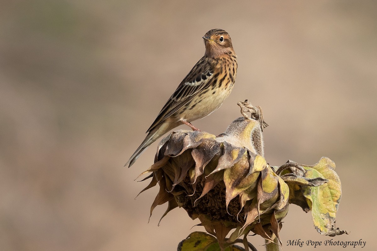 Red-throated Pipit - Mike Pope