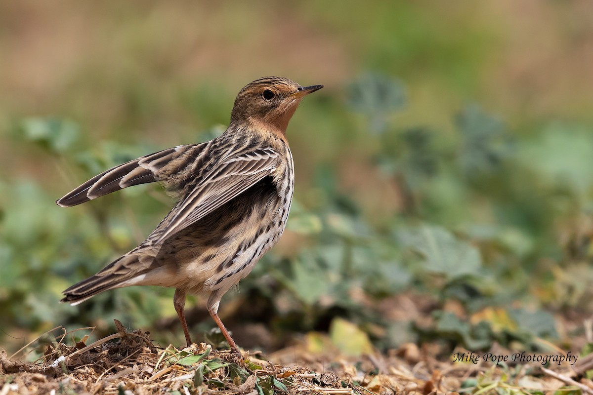 Red-throated Pipit - ML254892281