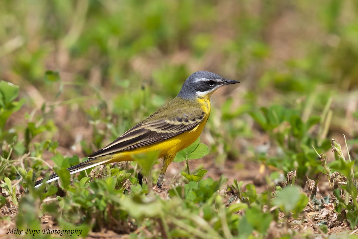 Western Yellow Wagtail (beema) - Mike Pope