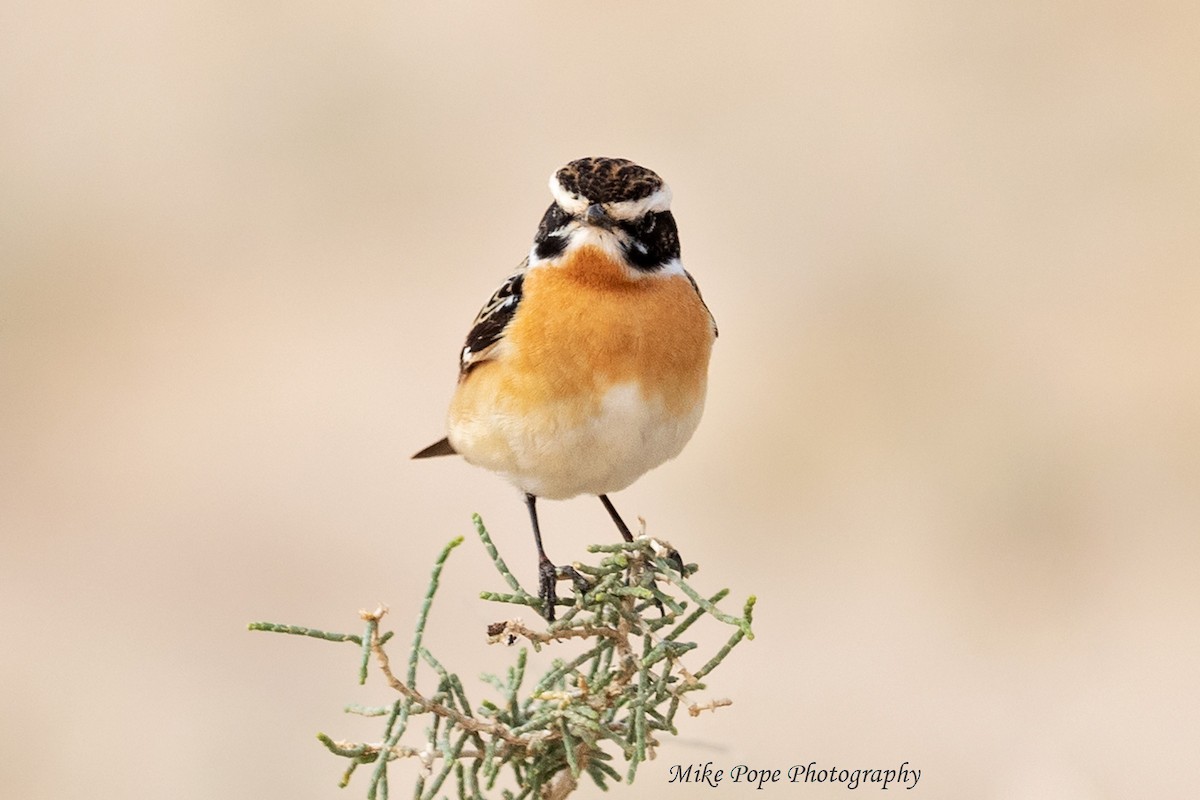 Whinchat - ML254892351