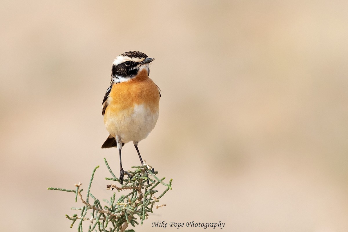 Whinchat - Mike Pope