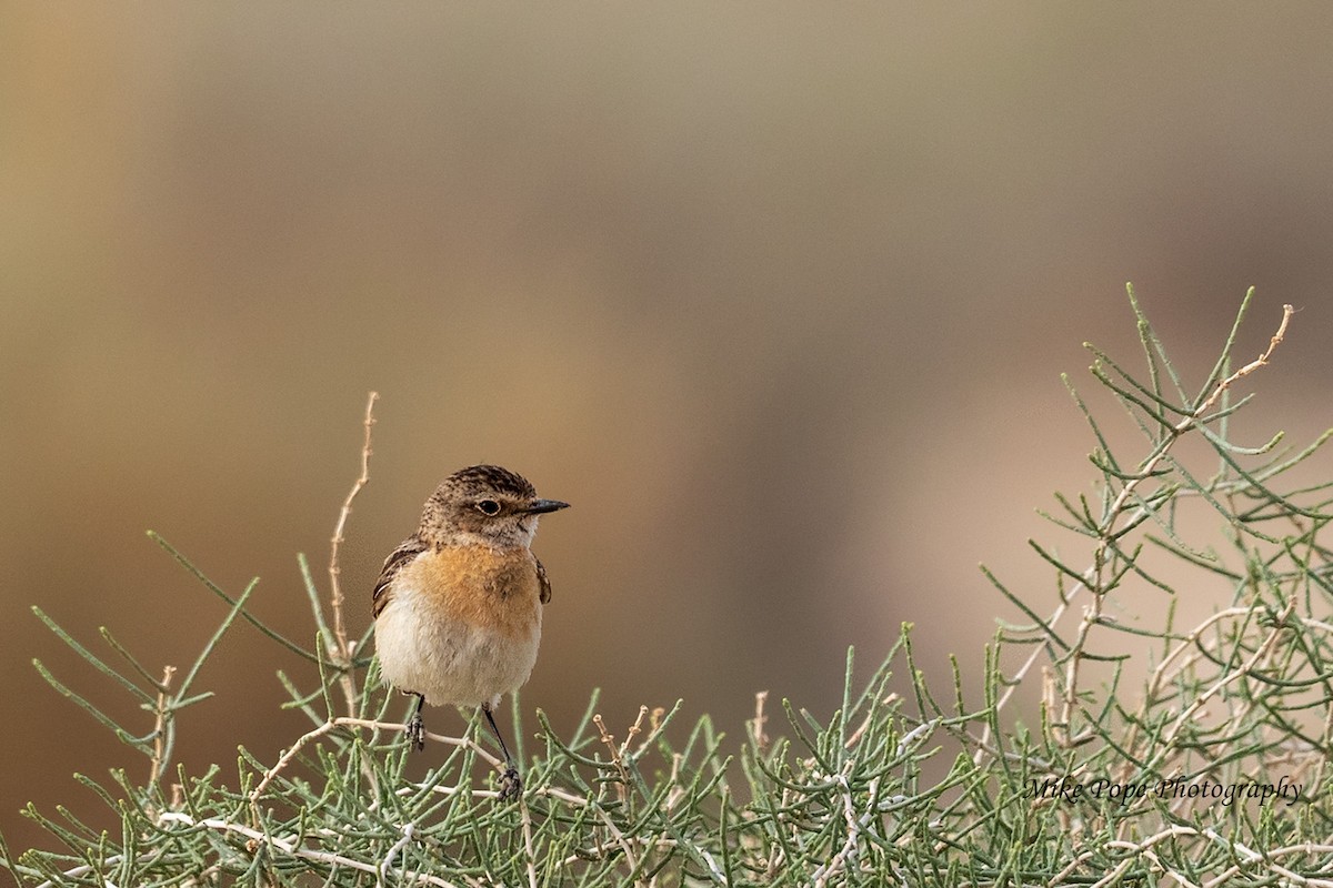 Whinchat - ML254892381