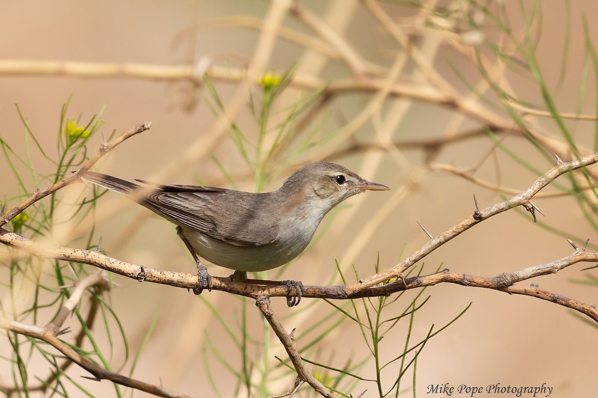Upcher's Warbler - Mike Pope