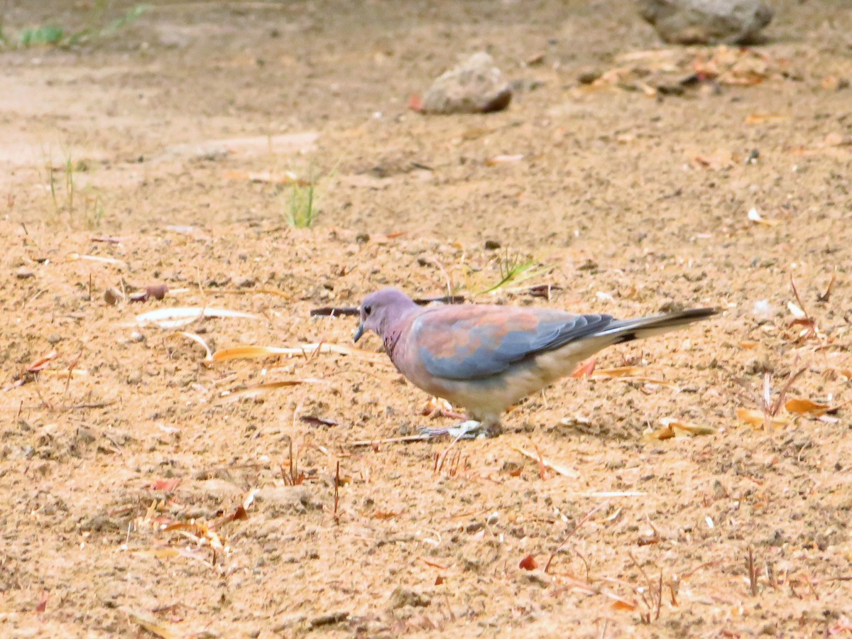 Laughing Dove - ML254892941