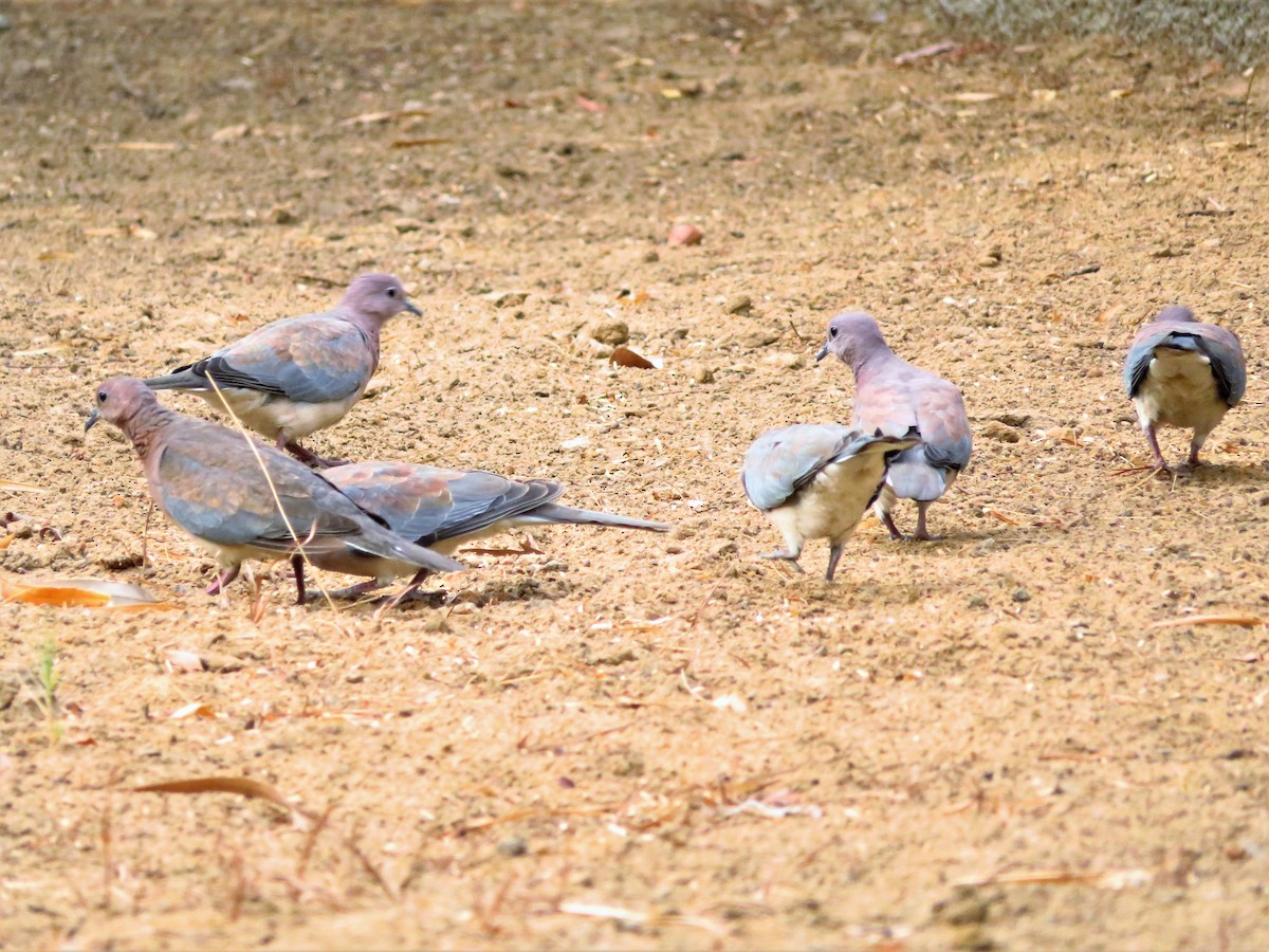 Laughing Dove - ML254892991