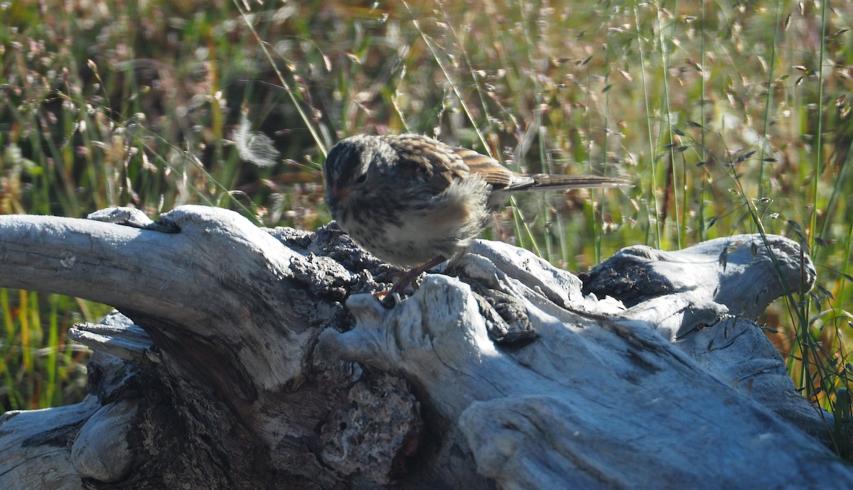 White-crowned Sparrow - ML254895151