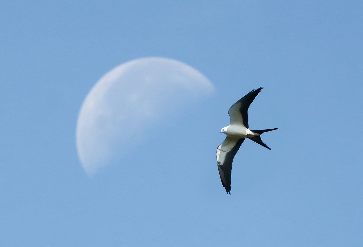 Swallow-tailed Kite - ML254895611