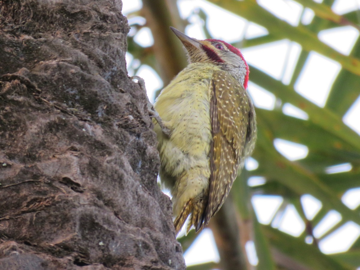 Fine-spotted Woodpecker - ML254897571