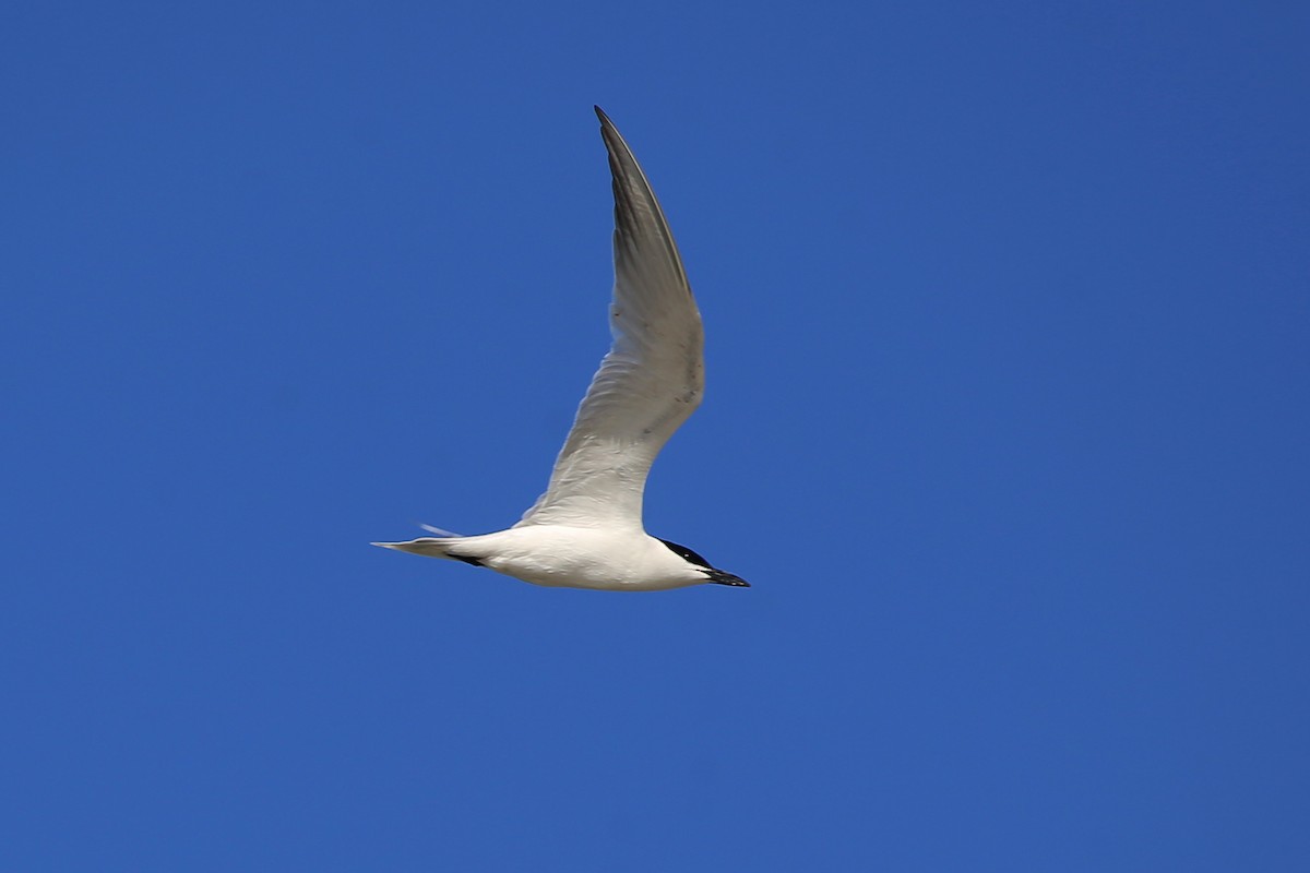 Gull-billed Tern - Rob Bielawski