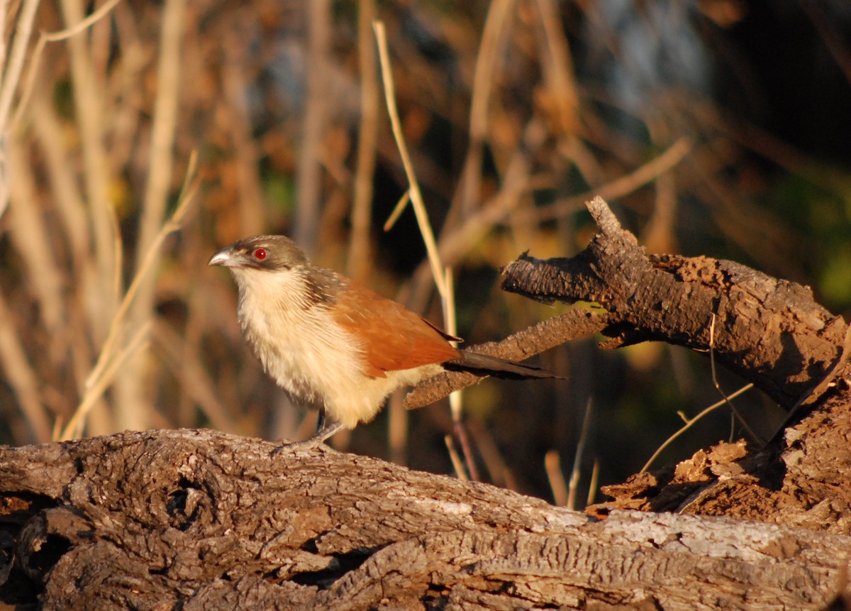 White-browed Coucal (Burchell's) - Bruce Niland