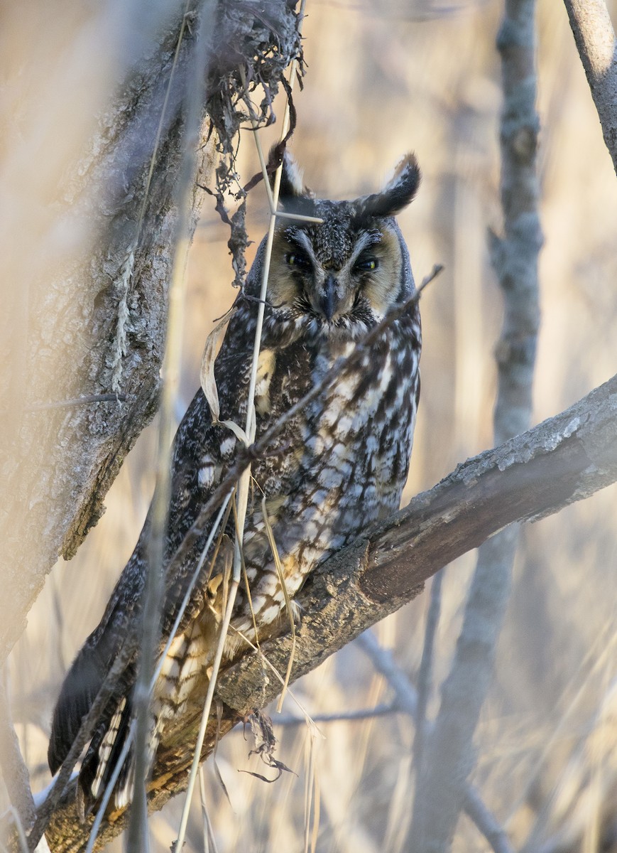 Long-eared Owl - Jonathan Yoerger