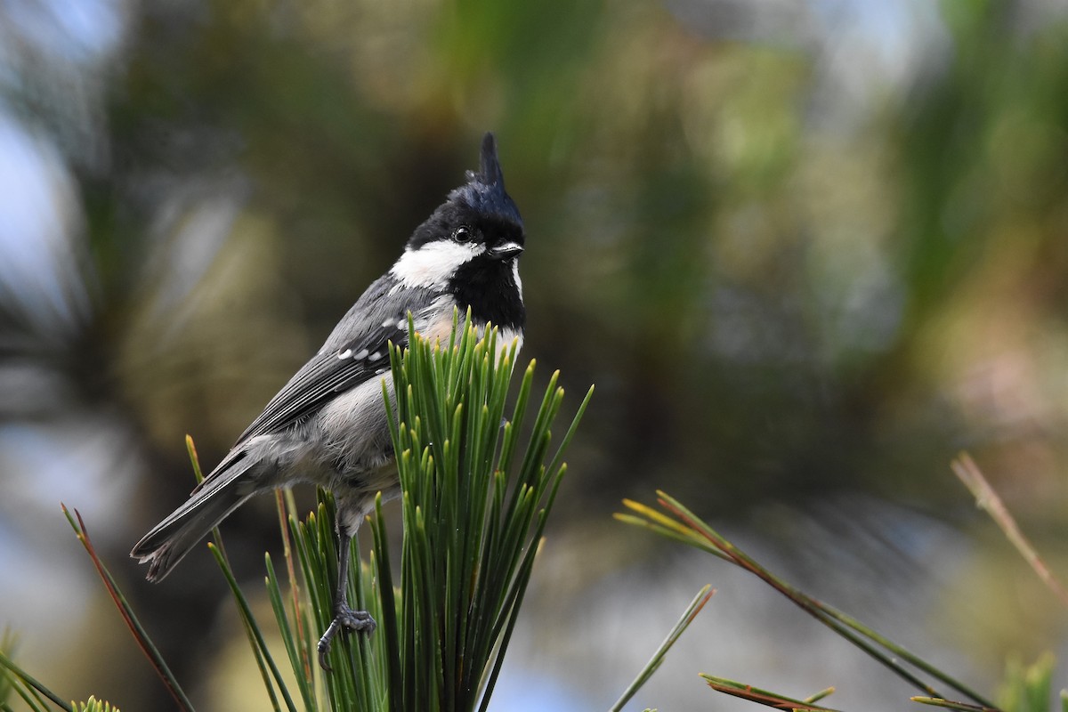 Coal Tit (Chinese) - Anonymous
