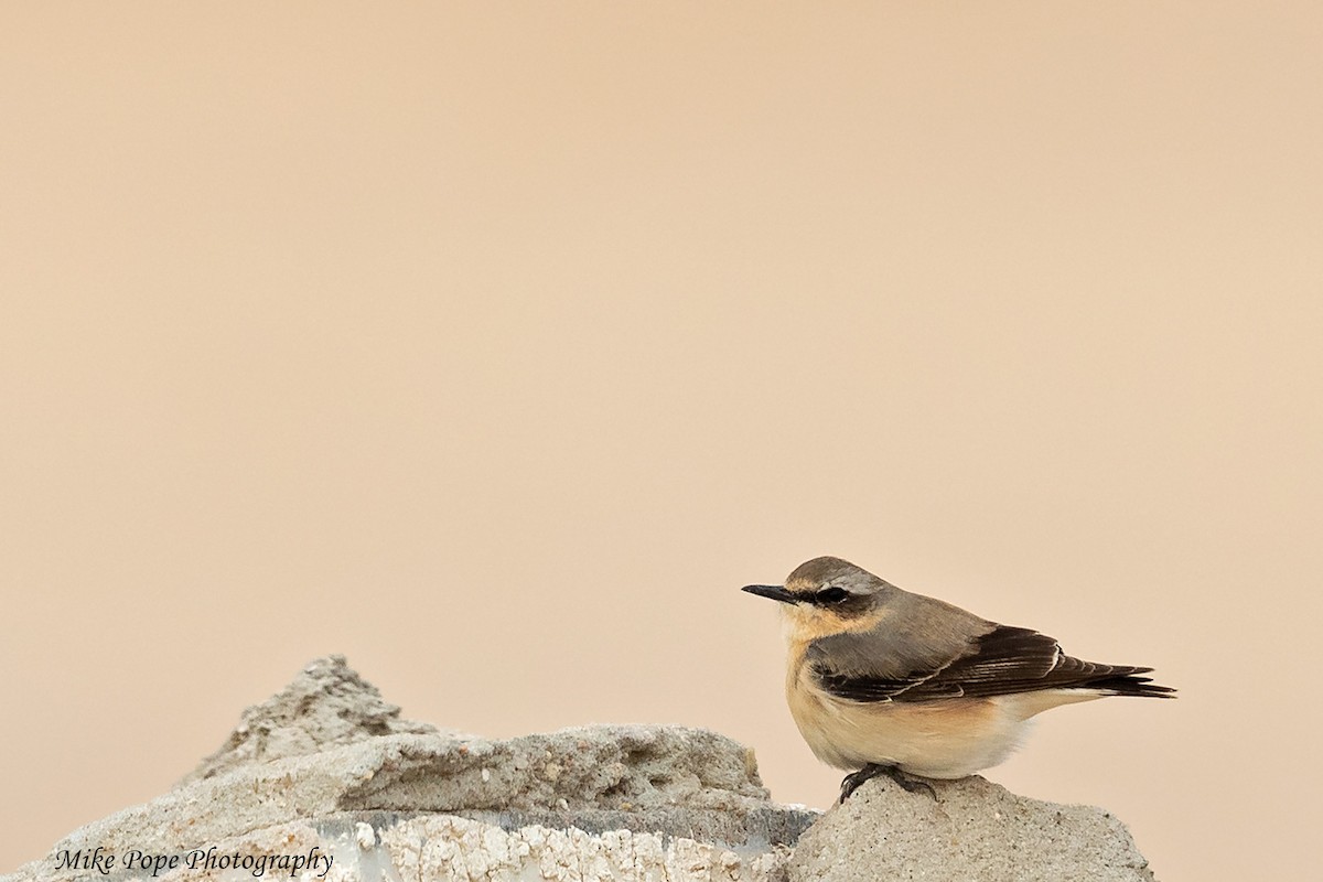 Northern Wheatear - Mike Pope