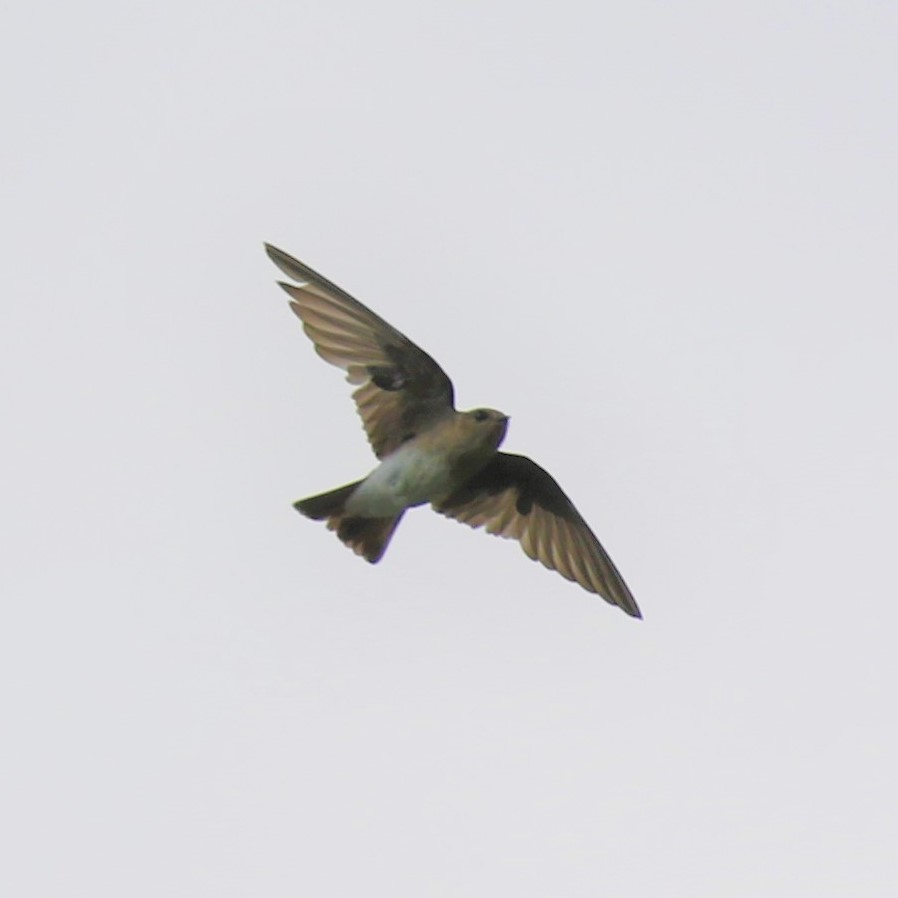 Northern Rough-winged Swallow - Walter Marcisz