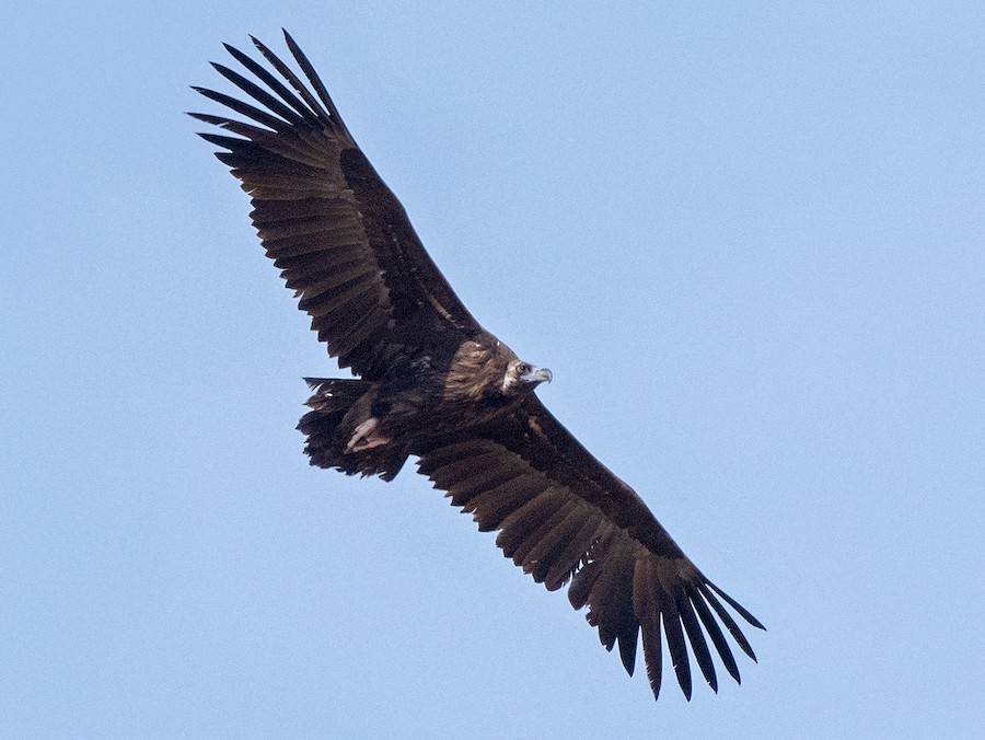 Cinereous vultures take flight in the Rhodope Mountains