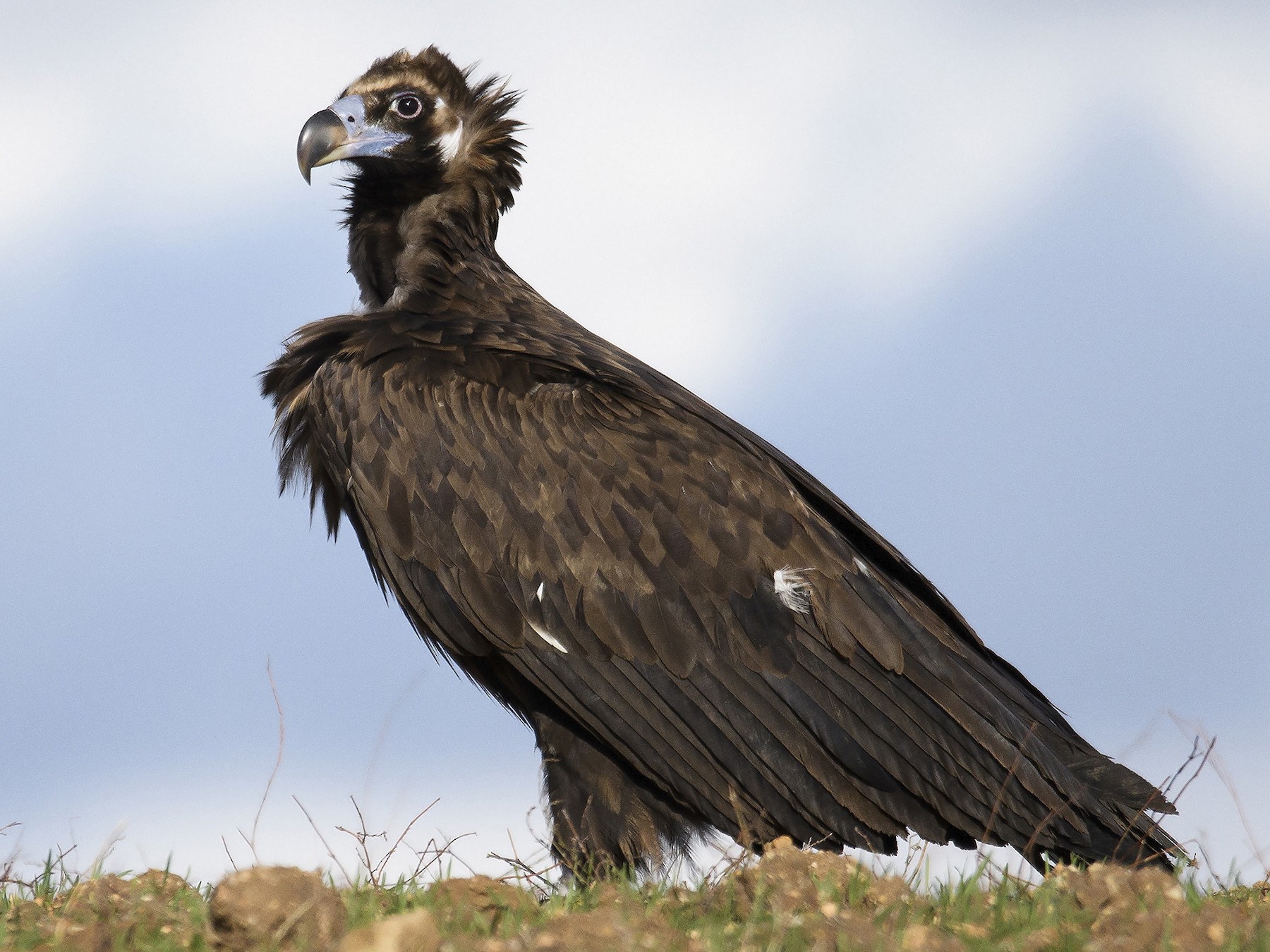 Cinereous Vulture - eBird