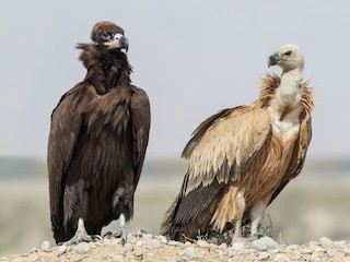 Cinereous Vulture - eBird
