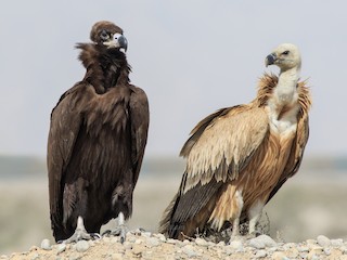 未成鳥 (with Eurasian Griffon) - Shahrzad Fattahi - ML254915771