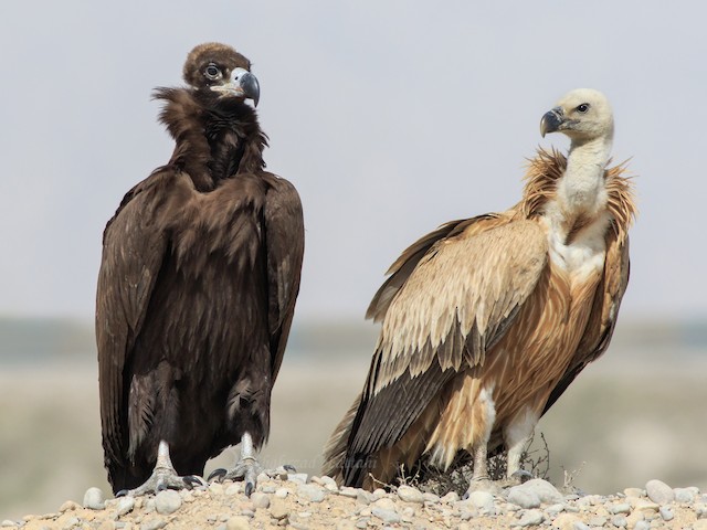 Immature (with Eurasian Griffon) - Cinereous Vulture - 