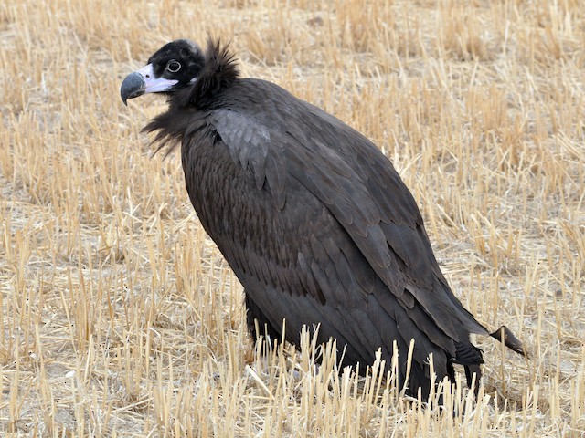 Immature - Cinereous Vulture - 