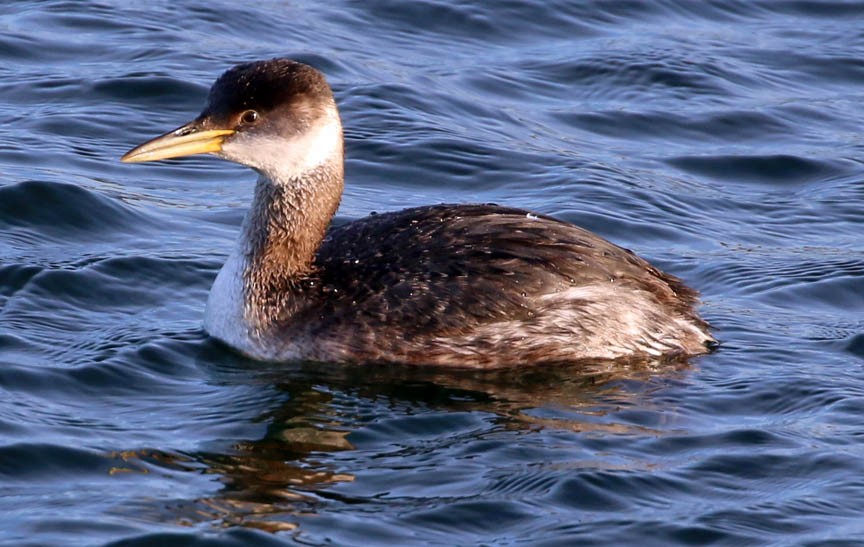 Red-necked Grebe - ML25491681