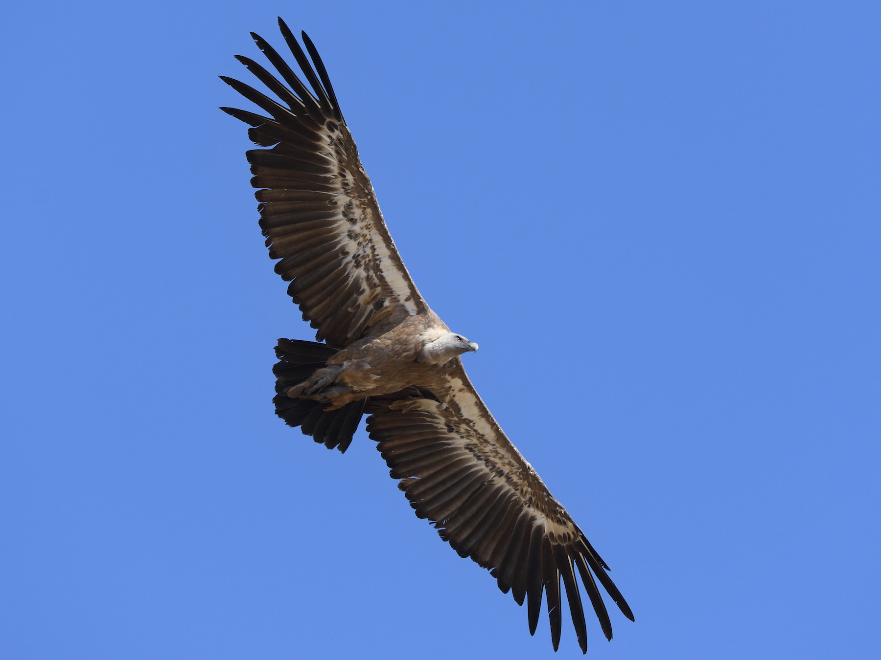 Eurasian Griffon - Santiago Caballero Carrera