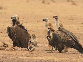 (com Cinereous Vulture, Egyptian Vulture, and White-rumped Vulture) - Garima Bhatia - ML254919201