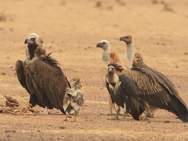 (with Cinereous Vulture, Egyptian Vulture, and White-rumped Vulture) - Eurasian Griffon - 
