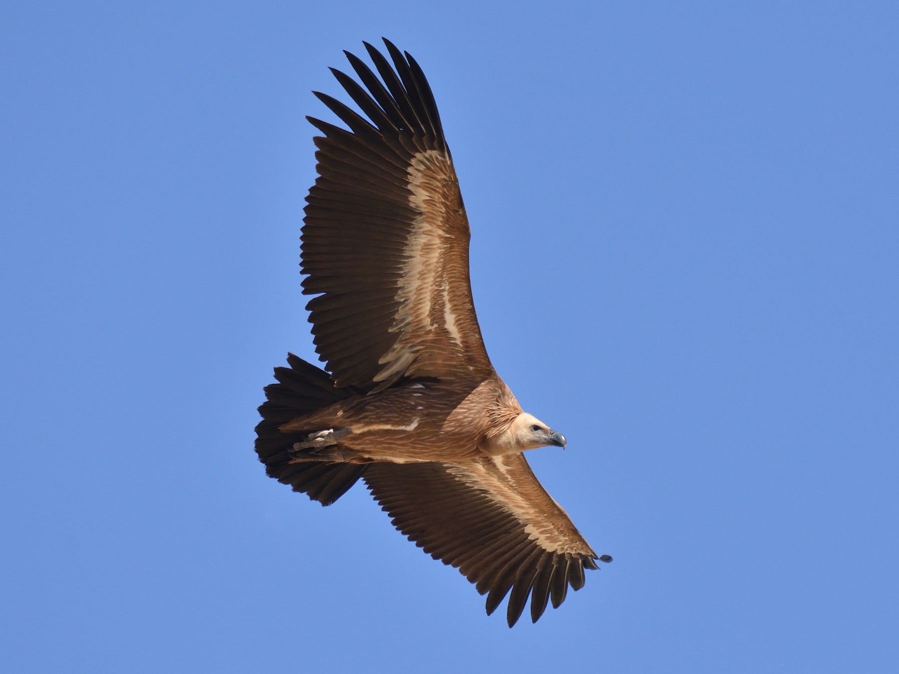 Eurasian Griffon - eBird