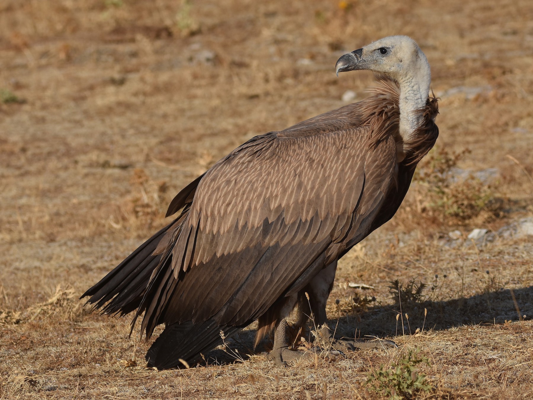 Eurasian Griffon - Santiago Caballero Carrera