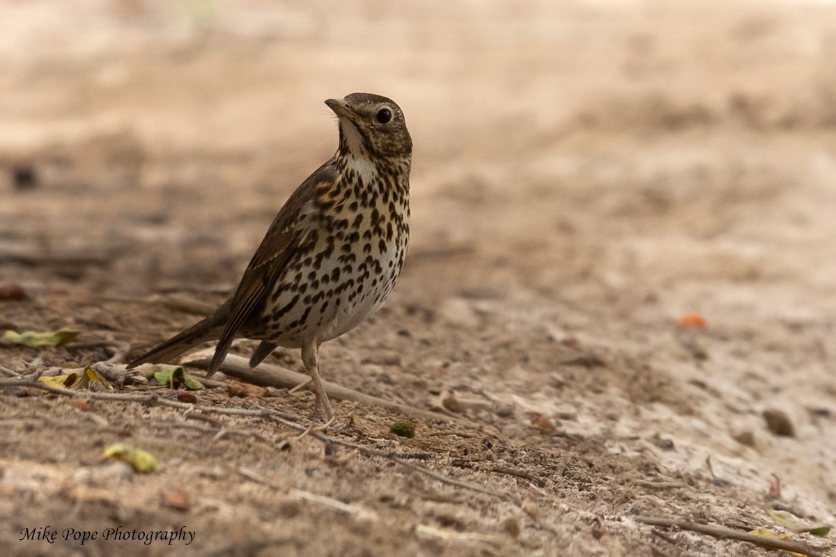 Song Thrush - Mike Pope