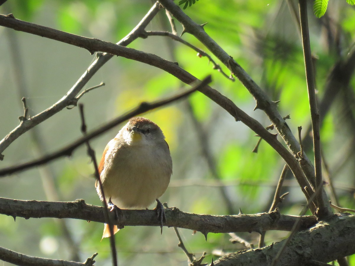 Yellow-chinned Spinetail - ML254920161