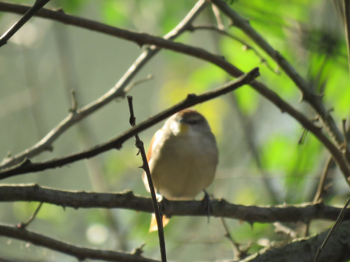 Yellow-chinned Spinetail - ML254920341